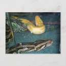 Search for boa postcards Animals