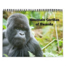 Search for gorilla gifts Rwanda