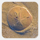Search for sand dollar stickers Sea life