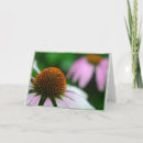 Search for medicine cards Pink