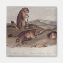 Search for albert magnets Lithograph