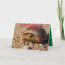 Search for box turtle cards Wildlife