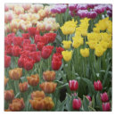 Search for holland tiles Red