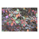 Search for leaves painting posters Foliage