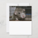 Search for rats invitations Animal