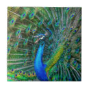 Search for peacock feather tiles Peafowl
