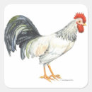 Search for black rooster stickers Chickens
