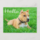 Search for sorry card postcards Puppy