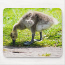 Search for goslings mousepads Goose