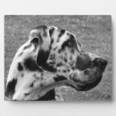 Search for great dane photography Canine