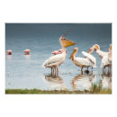 Search for pelican art Funny