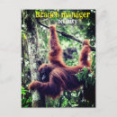 Search for ape pics cards Animal
