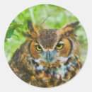 Search for great horned owls stickers Animals