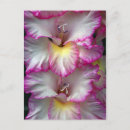 Search for gladiola postcards Flower