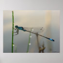 Search for damselfly art posters Dragonfly