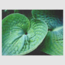 Search for hosta Green