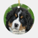 Search for bernese mountain dog christmas tree decorations Cute