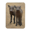 Search for two animals magnets Animals in the wild