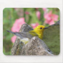 Search for warbler electronics Birds