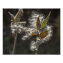 Search for pod posters Seeds