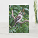 Search for kookaburra cards Wildlife