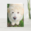 Search for camera cards Cute