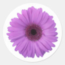 Search for purple daisy stickers Lavender