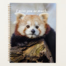 Search for panda photography Bear