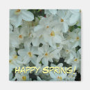 Search for spring bulbs magnets Daffodil