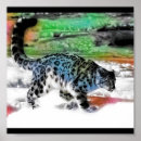 Search for snow leopard posters Cold