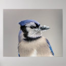 Search for beaks posters Animal