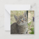 Search for kitty note cards Pet
