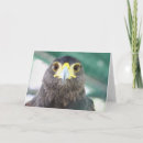 Search for falcon cards Wild