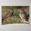 Search for burrowing posters Nobody