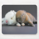 Search for extreme animals mousepads Horizontal
