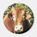 Search for bulls magnets Farming