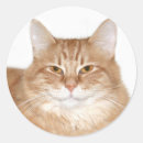 Search for ginger tabby stickers Pet