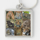 Search for cougar key rings Wildlife