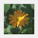 Search for orange blossom magnets Botanical