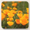 Search for orange poppies coasters Bright