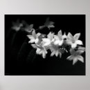 Search for jasmine flowers art Nature