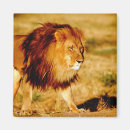 Search for lion predator magnets Lincoln peak