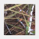 Search for blizzard magnets Bird