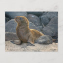Search for medium format postcards Island