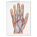 Search for phalanges Proximal phalanges