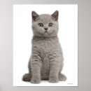 Search for british shorthair cat art Animal