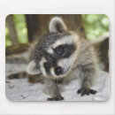 Search for racoon mousepads Curious