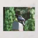 Search for crow postcards Bird