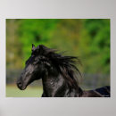 Search for black friesian horse posters Animal