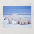 Search for threatening postcards Wildlife